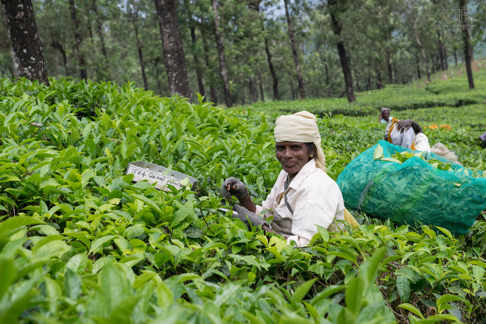 Valparai - Theevelden - Plukker Een Indische vrouw plukt theeblaadjes in een van de theeplantages van Valparai in het West Ghats gebergte in Tamil Nadu. Stefan Cruysberghs